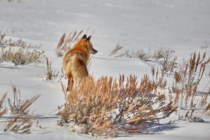Yellowstone Half-Day Photo Safari: Mammoth, Lamar Valley & Old Faithful in One Morning photo 4