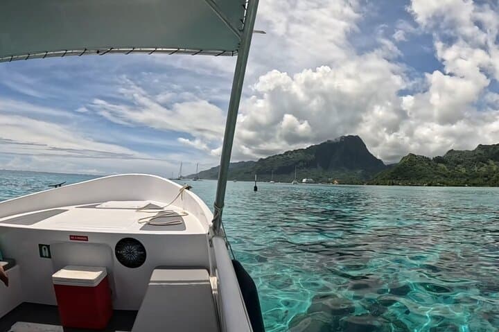 Half-Day Humpback Encounter in Moorea — Swim Respectfully with Calving Whales photo 4