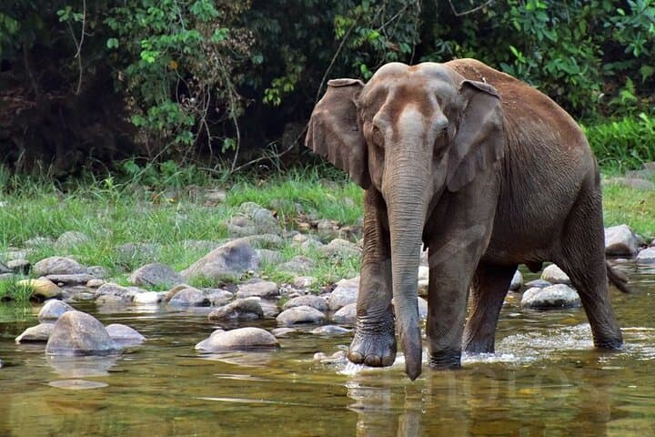 Anakulam Jeep Safari from Munnar: Private Half-Day Elephant Herd & Waterfall Excursion