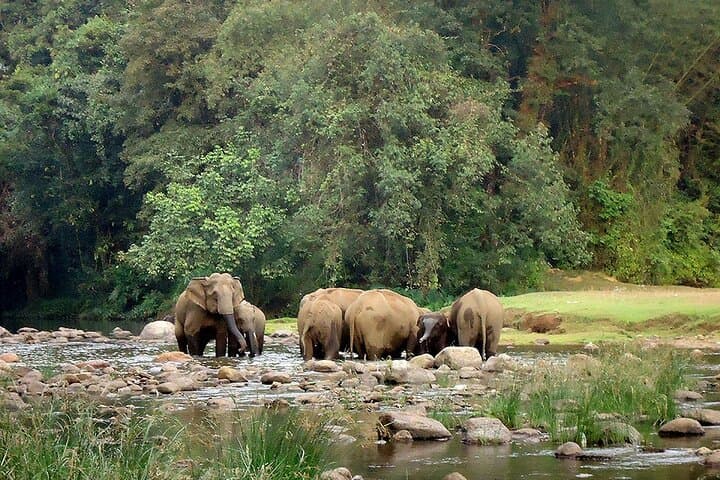 Anakulam Jeep Safari from Munnar: Private Half-Day Elephant Herd & Waterfall Excursion photo 2