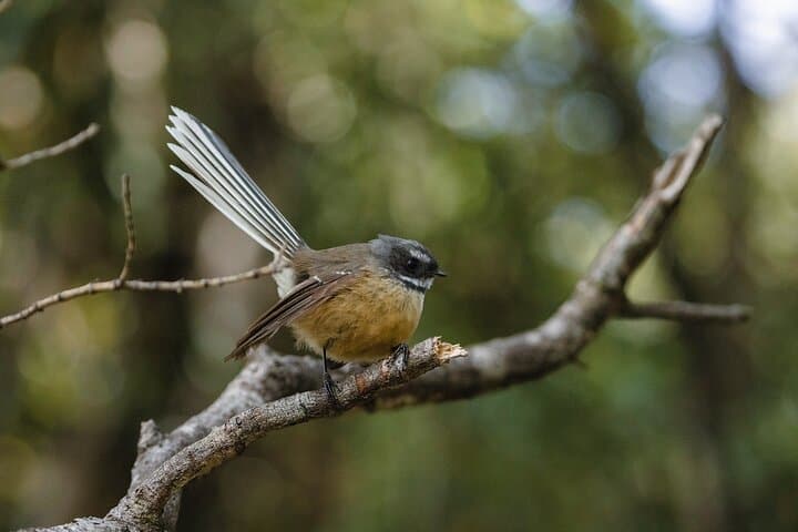 Okarito Eco Nature Tour: Guided Birding, Trig Walk & Lagoon Views photo 4
