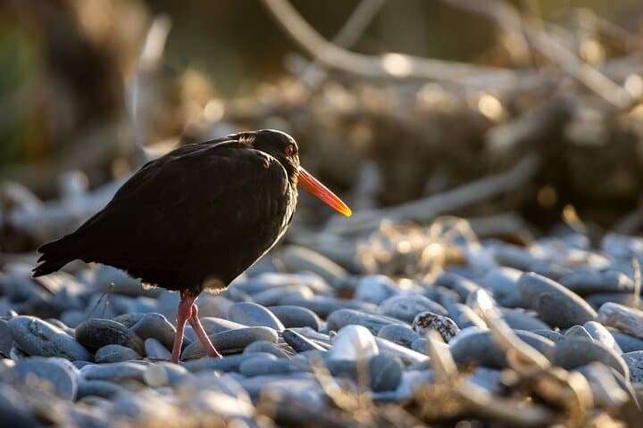 Okarito Eco Nature Tour: Guided Birding, Trig Walk & Lagoon Views photo 6