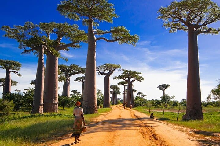 15-Day Madagascar Photography Tour — Baobabs, Tsingy & Endemic Wildlife