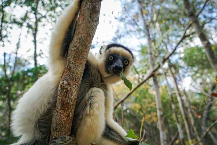 15-Day Madagascar Photography Tour — Baobabs, Tsingy & Endemic Wildlife photo 2