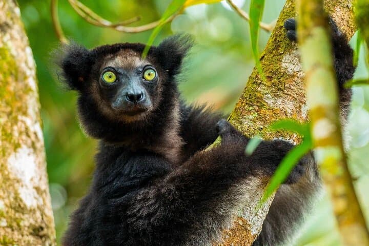15-Day Madagascar Photography Tour — Baobabs, Tsingy & Endemic Wildlife photo 4