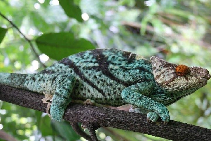 15-Day Madagascar Photography Tour — Baobabs, Tsingy & Endemic Wildlife photo 5