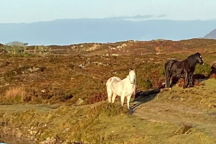 Connemara & Cong Private Day Tour: Kylemore Abbey, Lough Corrib and Killary Fjord photo 6