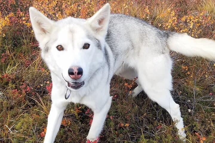 Tundra Walk with Free-Running Sled Dogs near Denali
