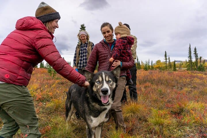 Tundra Walk with Free-Running Sled Dogs near Denali photo 3