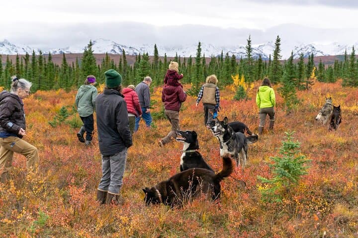 Tundra Walk with Free-Running Sled Dogs near Denali photo 4