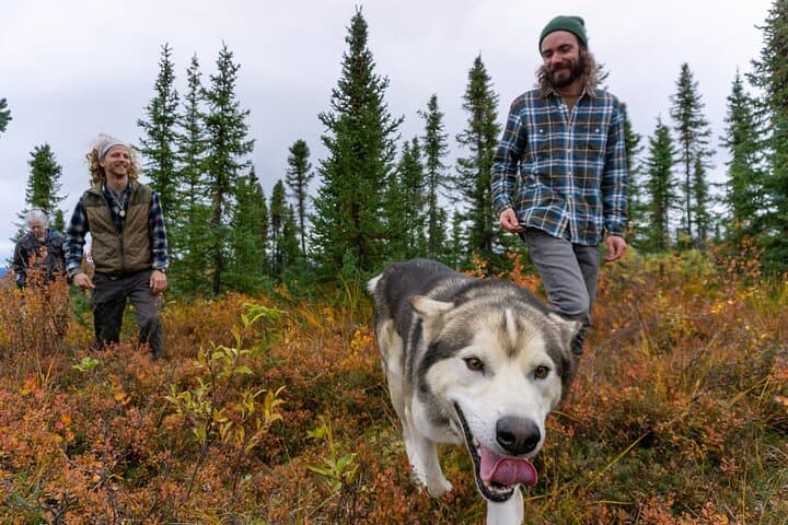 Tundra Walk with Free-Running Sled Dogs near Denali photo 5