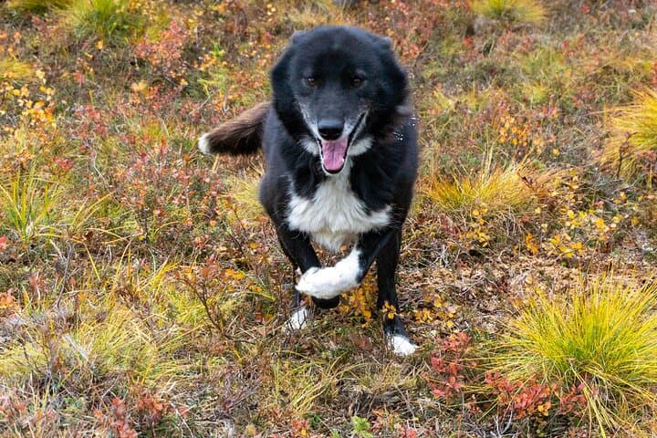 Tundra Walk with Free-Running Sled Dogs near Denali photo 6