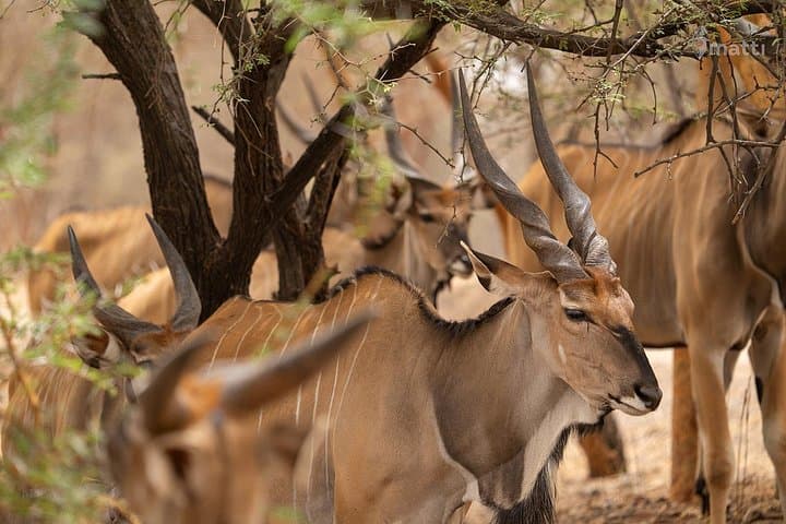 Half-Day Bandia Animals Reserve Safari — Wildlife Drive Near Saly, Senegal