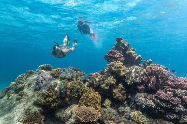 Great Barrier Reef Full-Day Snorkel and Dive Tour from Cairns photo 3