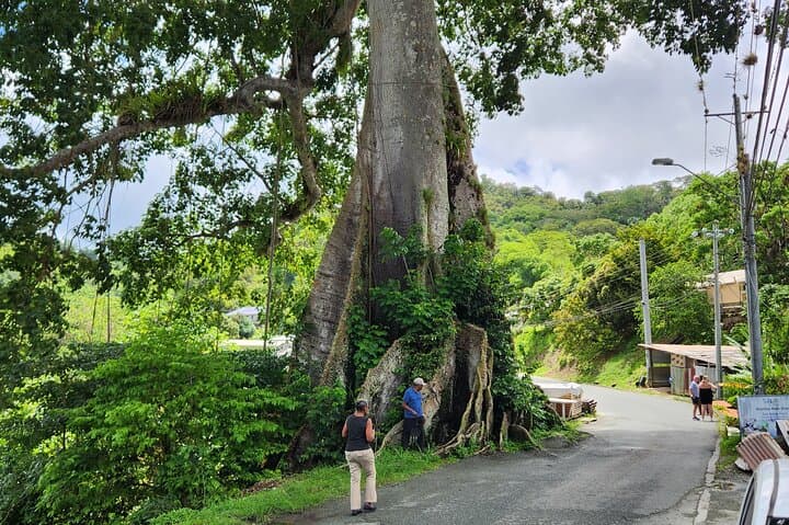 Half-Day Tobago Tour: Silk Cotton Tree, Englishman's Bay & Rainforest Drive photo 5