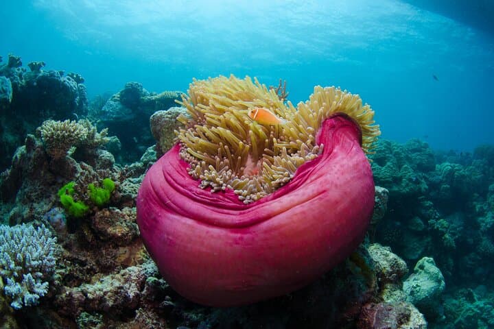Overnight Liveaboard on the Great Barrier Reef: 2-Day Snorkel from Cairns photo 2