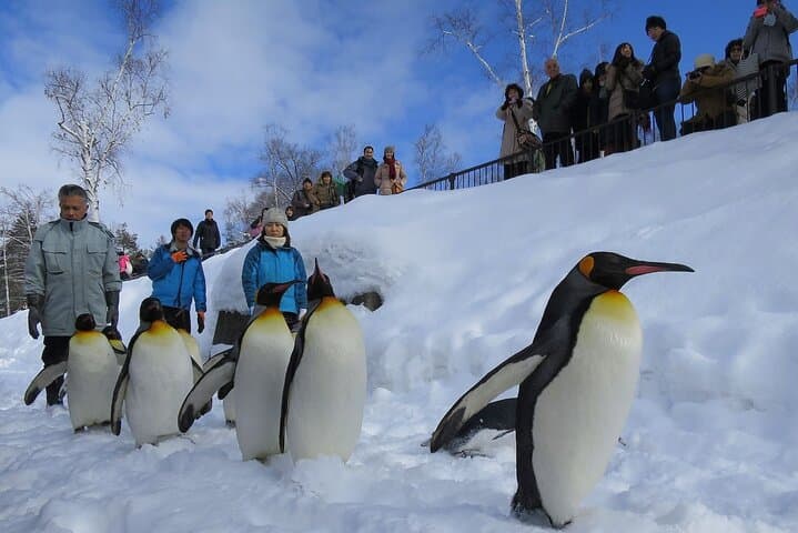 Hokkaido Day Tour — Asahiyama Zoo, Blue Pond & Furano's Forest Terrace