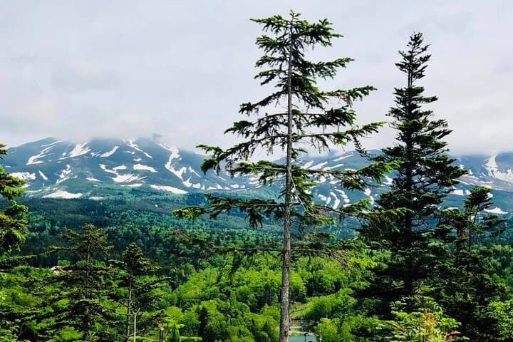 Hokkaido Day Tour — Asahiyama Zoo, Blue Pond & Furano's Forest Terrace photo 3