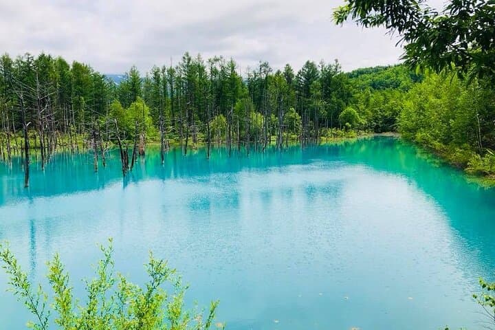Hokkaido Day Tour — Asahiyama Zoo, Blue Pond & Furano's Forest Terrace photo 6