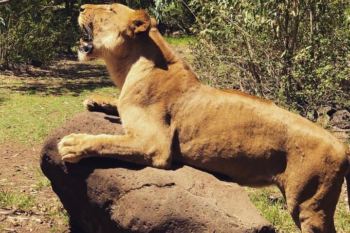 South Discovery: Casela Wildlife Safari, Chamarel Lunch & Grand Bassin Day Tour photo 6