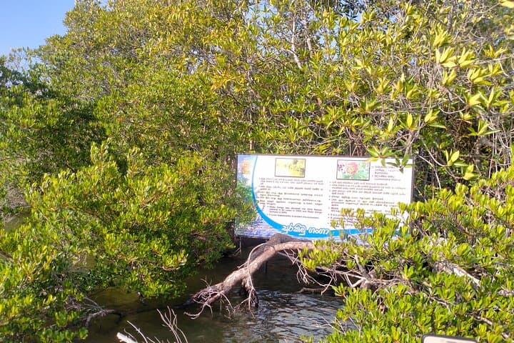 Southern Coast Explorer: Madu River, Turtle Hatchery & Galle Fort (Private Half-Day Tour) photo 4