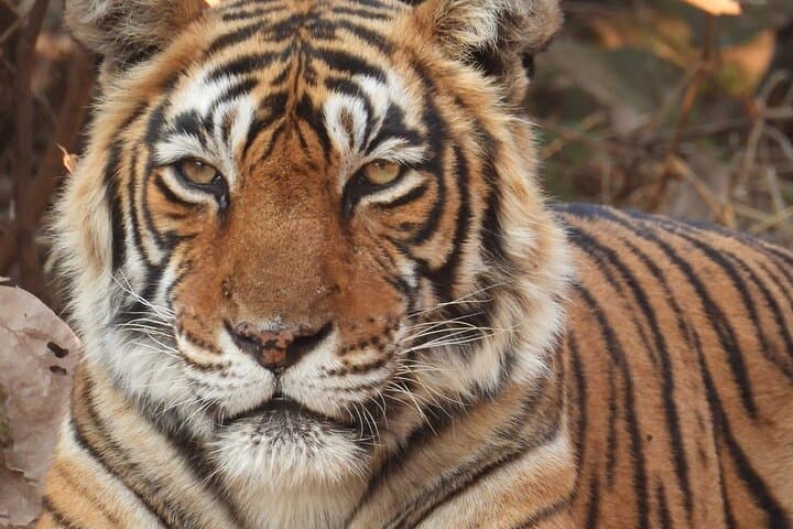 4-Day Golden Triangle Tour with Ranthambore Tiger Safari photo 5
