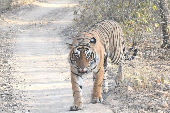 4-Day Golden Triangle Tour with Ranthambore Tiger Safari photo 3