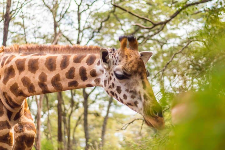 Up-Close with Rothschild's: Private Tour at Nairobi's Giraffe Centre photo 6