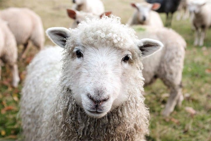 Yangpyeong Day Tour: Dumulmeori, Sheep Ranch & Sumi Village Farm Experience