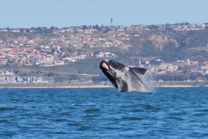 Mossel Bay Boat Whale Watching and Seal Island Tour