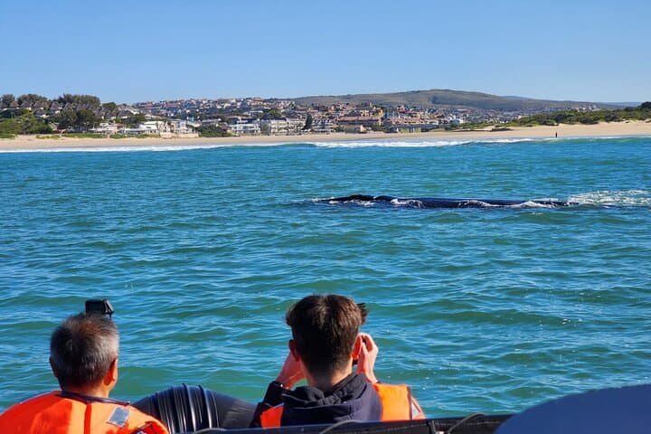 Mossel Bay Boat Whale Watching and Seal Island Tour photo 2