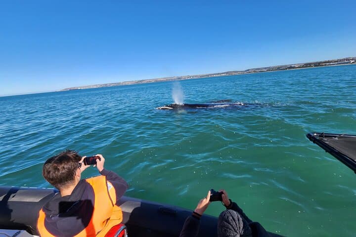 Mossel Bay Boat Whale Watching and Seal Island Tour photo 3