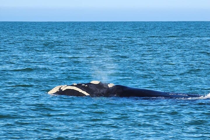 Mossel Bay Boat Whale Watching and Seal Island Tour photo 4