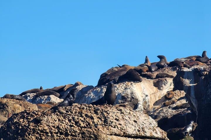 Mossel Bay Boat Whale Watching and Seal Island Tour photo 5