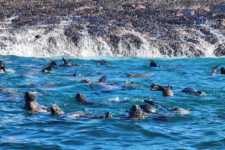 Mossel Bay Boat Whale Watching and Seal Island Tour photo 6