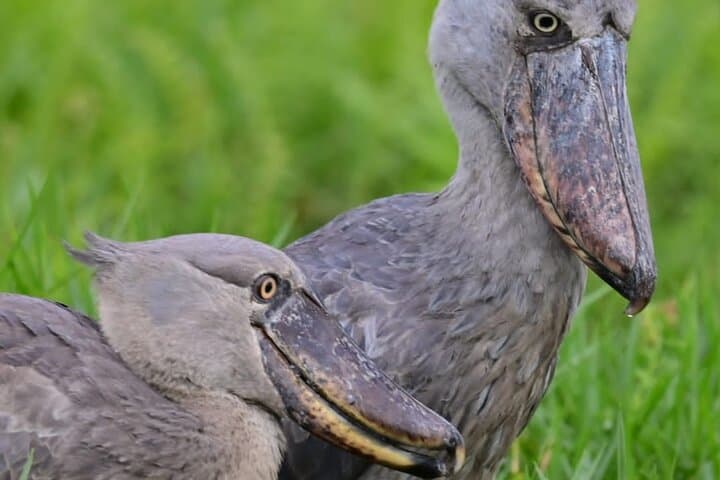 Mabamba Swamp Shoebill Tracking: 1-Day Canoe Birding from Kampala photo 2