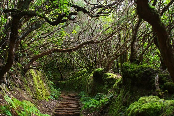 Private Full-Day Tenerife Highlights Tour: Teide, La Laguna & La Orotava photo 2