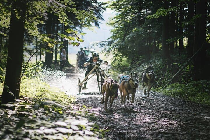 Dog-Powered Rig Rides in Beskid Wyspowy: Mushing with Huskies and Elkhounds