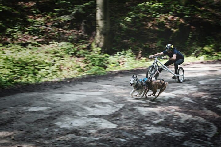 Dog-Powered Rig Rides in Beskid Wyspowy: Mushing with Huskies and Elkhounds photo 3