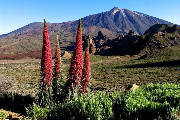 Private Full-Day Tenerife Highlights Tour: Teide, La Laguna & La Orotava photo 3