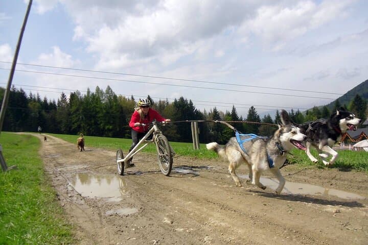 Dog-Powered Rig Rides in Beskid Wyspowy: Mushing with Huskies and Elkhounds photo 5