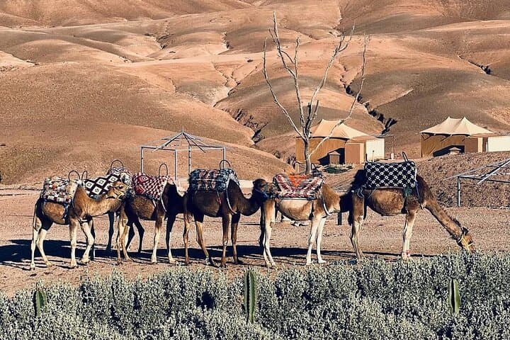 Sunset Camel Ride and Desert Dinner in Agafay: Atlas Views & Fire Show photo 4