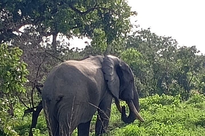 5-Day Wildlife Safari in Mole National Park & Boabeng-Fiema Monkey Sanctuary, Ghana photo 4