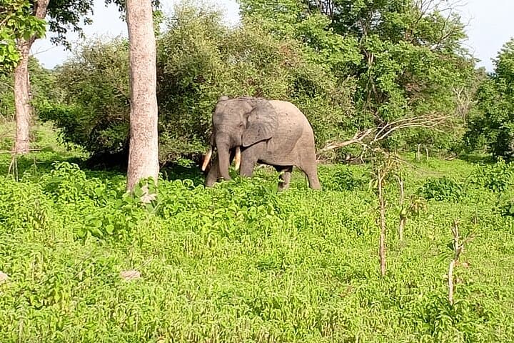 5-Day Wildlife Safari in Mole National Park & Boabeng-Fiema Monkey Sanctuary, Ghana photo 5