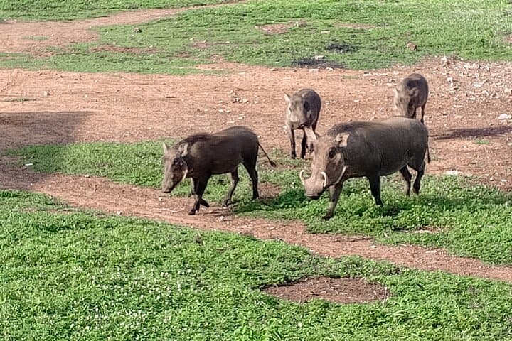5-Day Wildlife Safari in Mole National Park & Boabeng-Fiema Monkey Sanctuary, Ghana photo 6