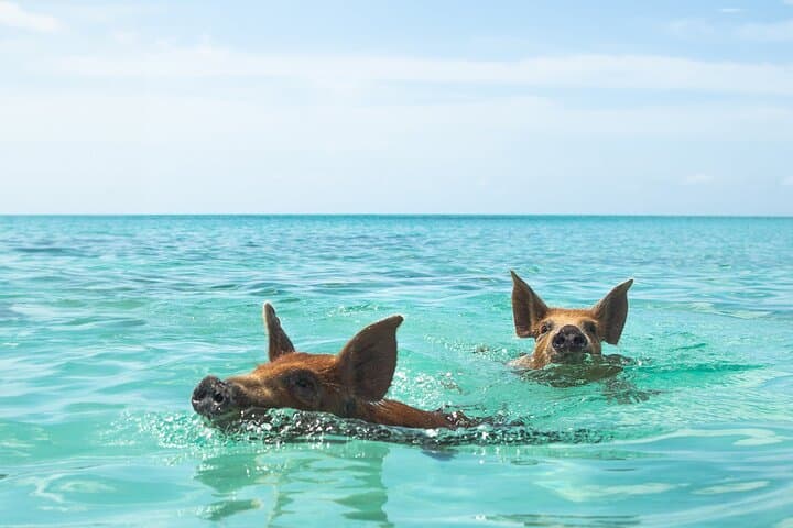 Swim with the Pigs on Rose Island — Private Beach Club Escape from Nassau photo 3