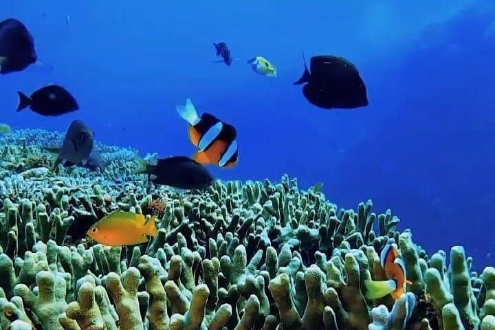 Full-Day Snorkeling at Ras Mohamed & White Island — Red Sea Coral Gardens photo 5