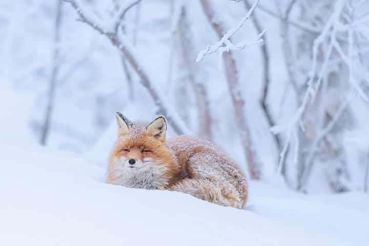 Arctic Fjord Wildlife & Photography Tour from Abisko photo 4