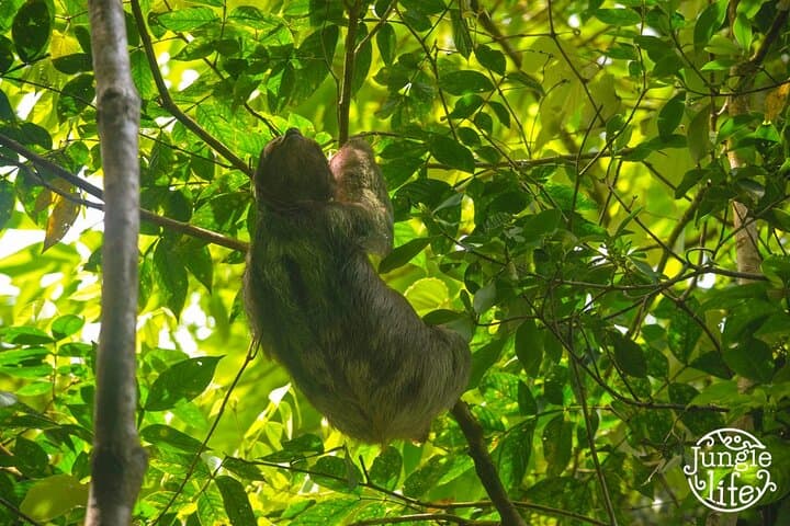La Fortuna Sloth Tour: Rainforest Wildlife Walk with Conservation Guides photo 2