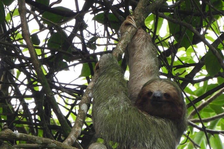 La Fortuna Sloth Tour: Rainforest Wildlife Walk with Conservation Guides photo 3